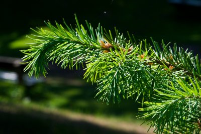 Pseudotsuga menziesii, douglasii - douglaska tisolistá (94) - jehlice
